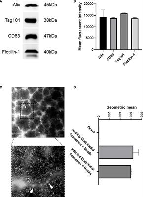 Human endothelial cell-derived exosomal microRNA-99a/b drives a sustained inflammatory response during sepsis by inhibiting mTOR expression